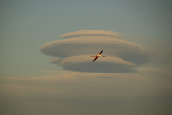 Flamant rose &ndash; Cr&eacute;dit photo : Lucas LHOMME