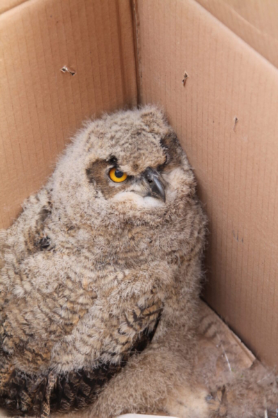 Hibou Grand-duc juvénile dans un carton