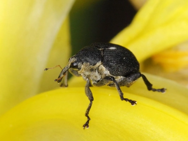 Le Charançon des iris (Mononychus punctumalbum) ici sur un Iris faux-acore © gbohne/Wikimedia Commons