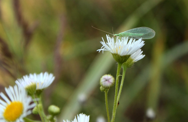 Chrysope verte (Chrysoperla carnea) et fleurs / Pixabay