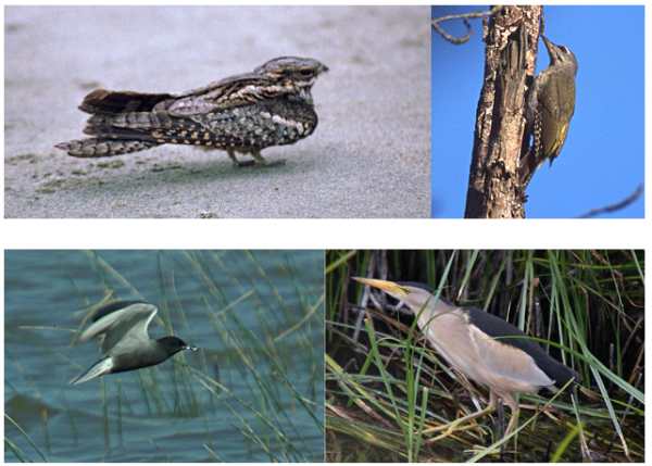 De gauche &agrave; droite et de haut en bas, Engoulevent d'Europe, Pic cendr&eacute;, Guiffette noire et Blongios nain