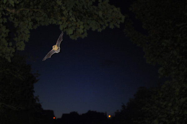 Chauve-souris en chasse nocturne