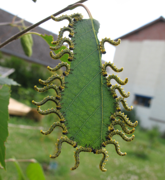 Fausses chenilles de Tenthr&egrave;des (Symphytes ou Mouches &agrave; scies) &copy; Micka&euml;l Lef&egrave;vre