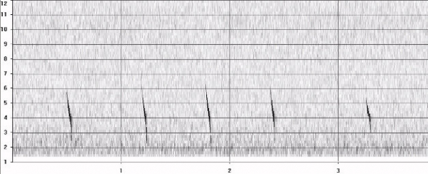 Sonagramme de cris d'écholocation de murins