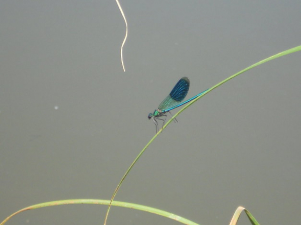 Calopteryx éclatant