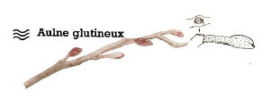 Bourgeon d'aulne glutineux