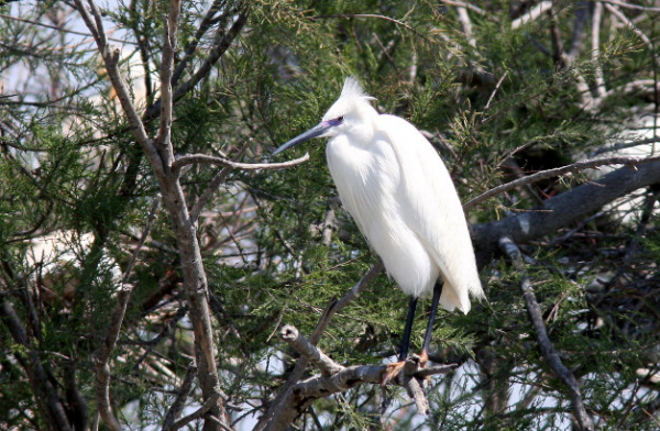 Jeune aigrette