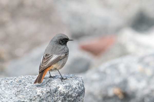 Rougequeue noir (Phoenicurus ochruros) / Pixabay