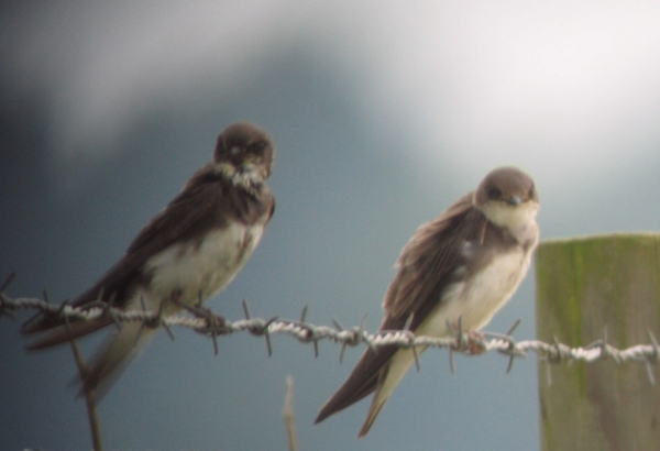 Les Hirondelles de rivage du Canal de l'Ourcq