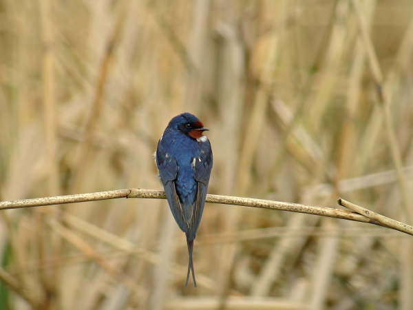 Hirondelle rustique de dos