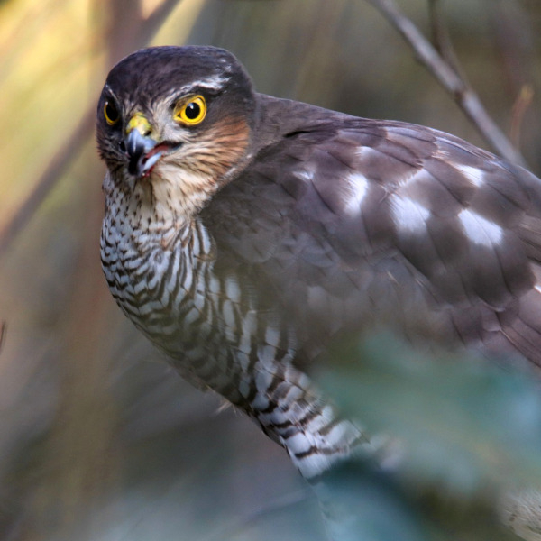 Epervier d'Europe (Accipiter nisus) © Pixabay