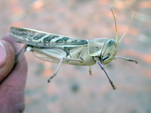 Ornithacris cavroisi, proie préférée du Faucon crécerellette