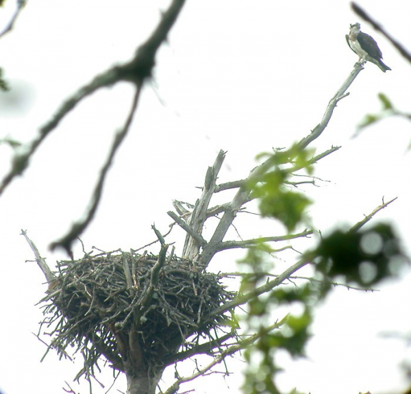 Balbuzard sur nid naturel