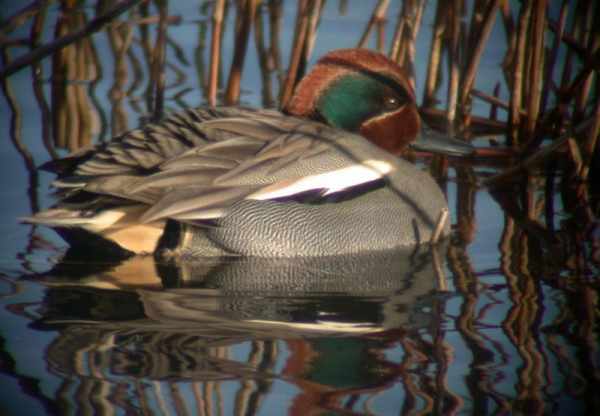 Mâle de Sarcelle d'hiver en plumage nuptial