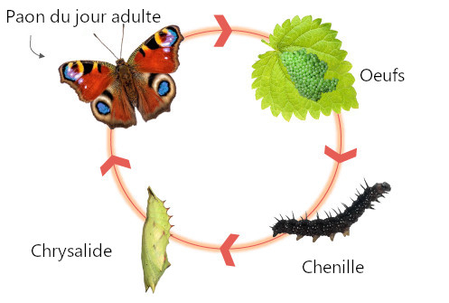 Cycle de vie du Paon du jour (Inachis io) &copy; Butterfly Conservation