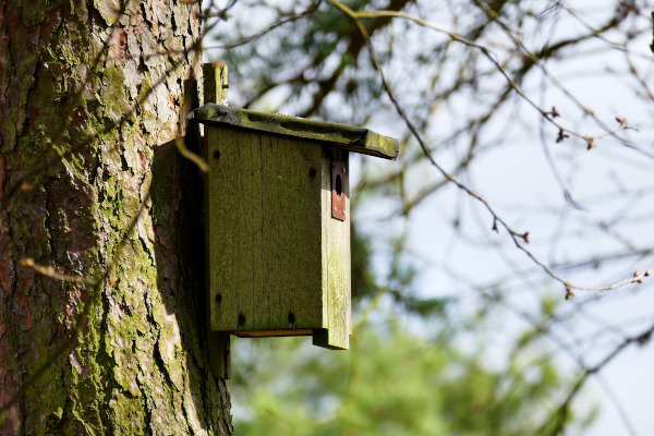 Comment fabriquer un nichoir pour mésange charbonnière ? - LPO