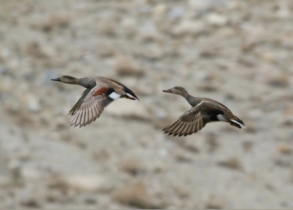 Couple de Canard chipeau