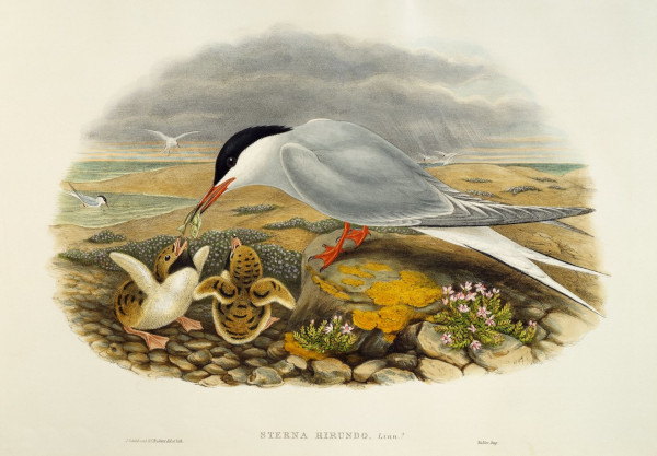 Sterne pierregarin - lithographie de John Gould de Birds of Great Britain
