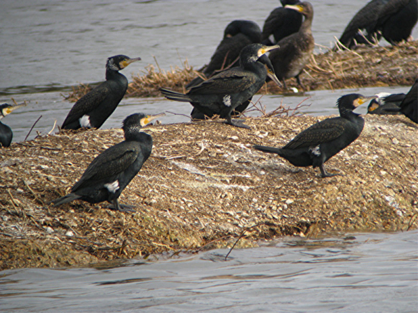 Grands cormorans