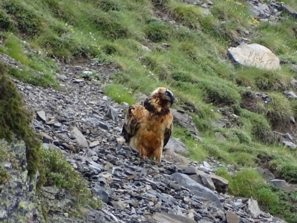 Cardabelle au sol, 15 juin 2016, Pyrénées françaises