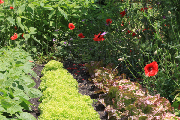 Butte de permaculture © Jacques Lefèbvre