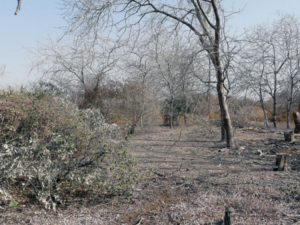 Le site dortoir sur l’île Kousmar