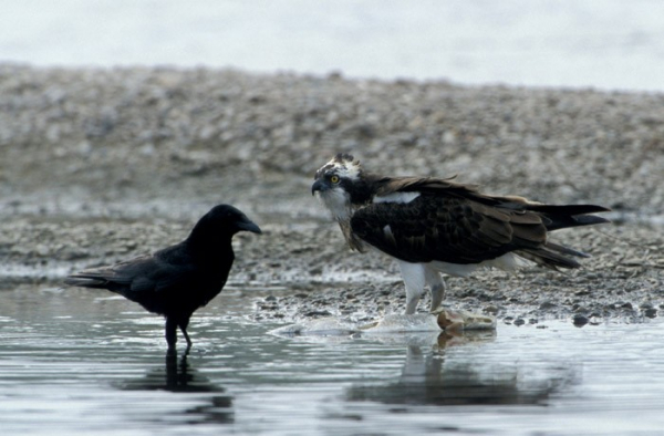 Balbuzard pêcheur et corneille noire