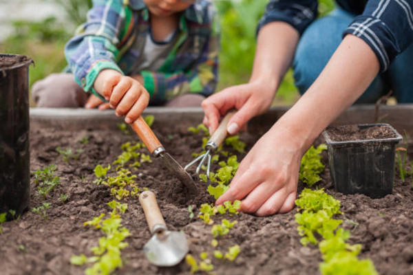 Plantations dans un potager © iStock