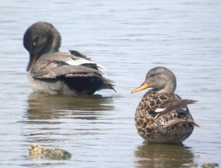 Canard chipeau, mâle et femelle