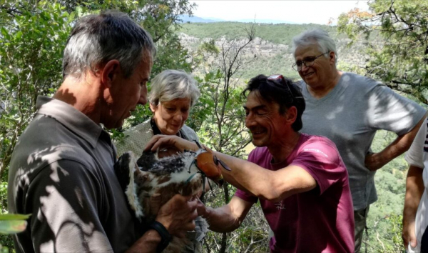 Baguage d’un aigle de Bonelli en 2019