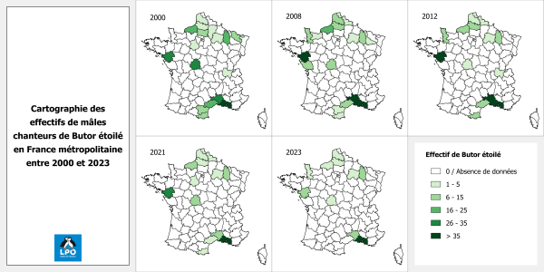Cartographie des effectifs de mâles chanteurs de Butor étoilé en France métropolitaine entre 2000 et 2023