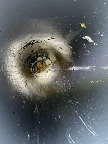 La chouette hulotte piégée dans la cavité