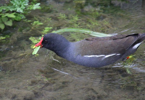 Gallinule poule-d'eau