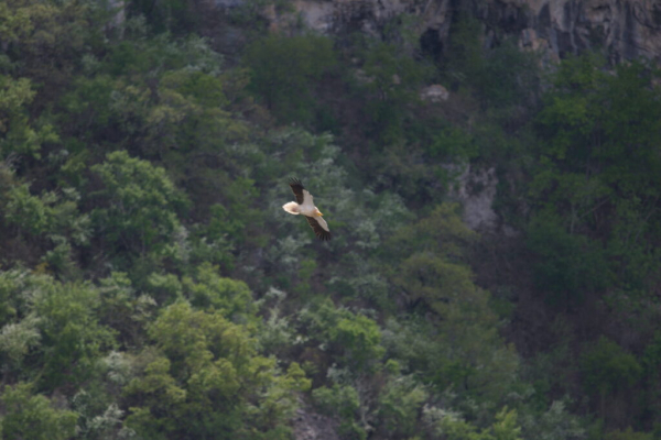 Vautour percnoptère