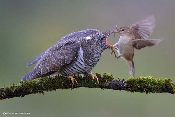 une rousserolle dépose un insecte dans le bec grand ouvert de son poussin adoptif © Kee Liu / Flickr