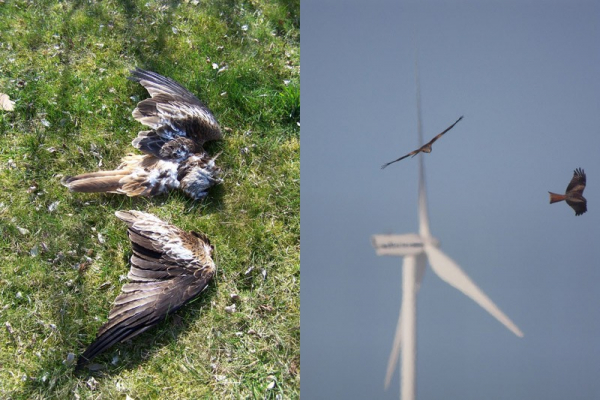 Collision mortelle d’un milan royal avec une éolienne en Champagne crayeuse – photo : Cédric Bazin © ; les parcs éoliens constituent très souvent des zones de chasse favorables pour les milans royaux