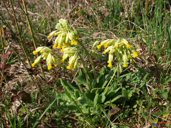 Primevère officinale