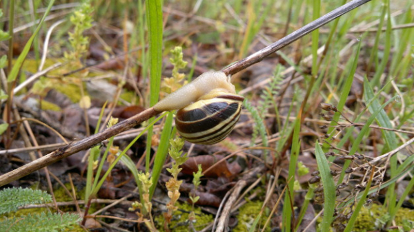 Escargot des haies accroché à une tige