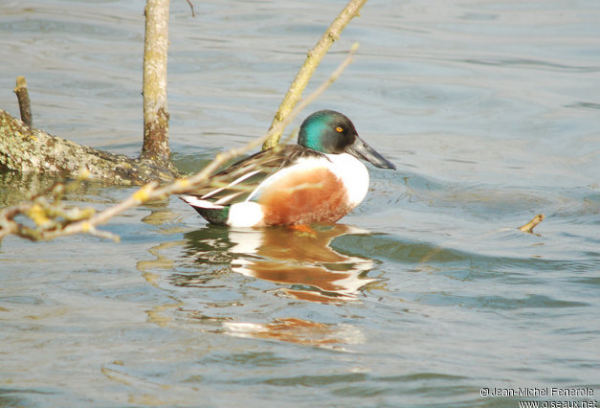 Canard souchet mâle