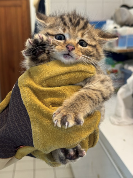 Chaton forestier &copy; Rosie JACKSON
