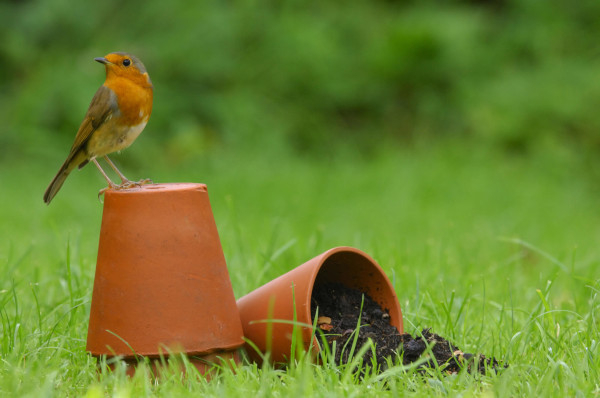 Rougegorge familier (Erithacus rubecula) au jardin © RSPB