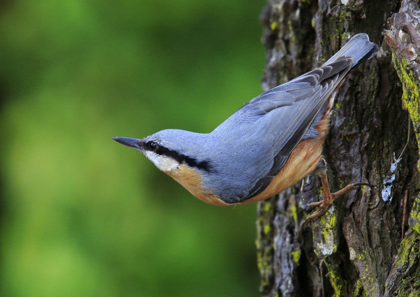 Sittelle torchepot (Sitta europaea caesia) © Dominique Huyghel