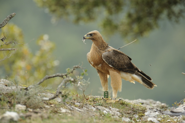 Jeune aigle « Otéo » (originaire du centre d’élevage UFCS Ardèche) bagué et équipé d’une balise GPS