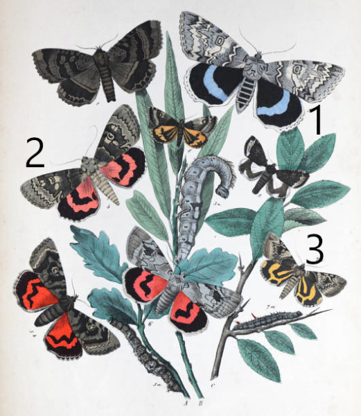 Lich&eacute;n&eacute;es bleue (1), L. rouge (2), L. jaune (3), des H&eacute;t&eacute;roc&egrave;res de la famille des Erebidae / istock