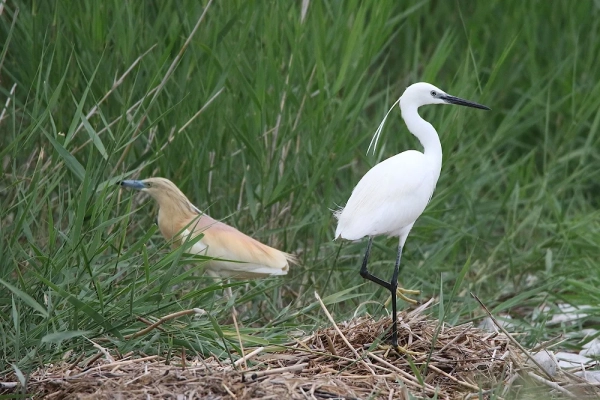 Aigrette garzette et crabier chevelu
