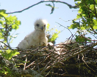 Poussin de Milan royal au nid