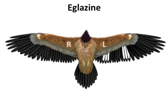 Marquages ailes EGLAZINE