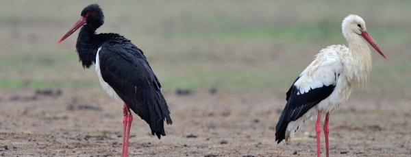 Cigogne noire et Cigogne blanche