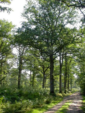 Toujours en forêt de Ferrières-en-Brie