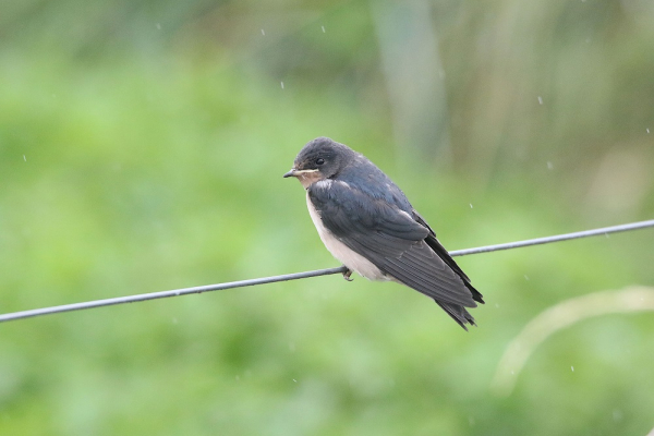 Hirondelle rustique posée sur un fil